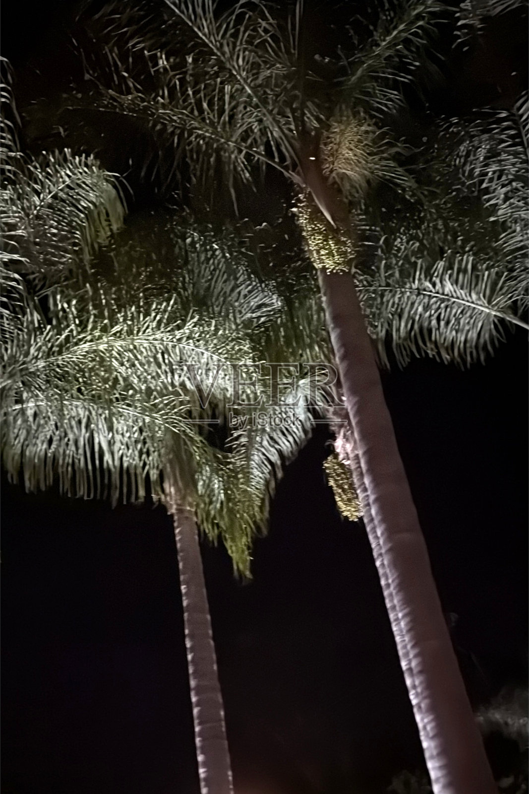 夜晚的棕榈树照片摄影图片