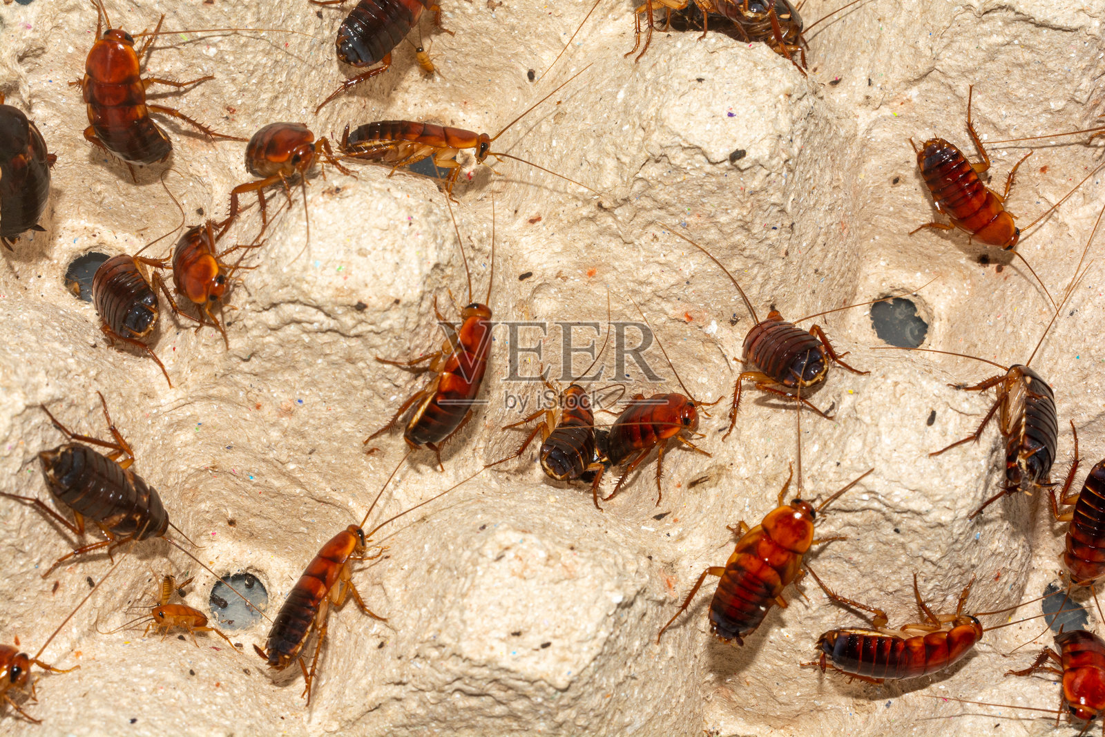 红色跑步蟑螂在蛋 carton 上爬行照片摄影图片