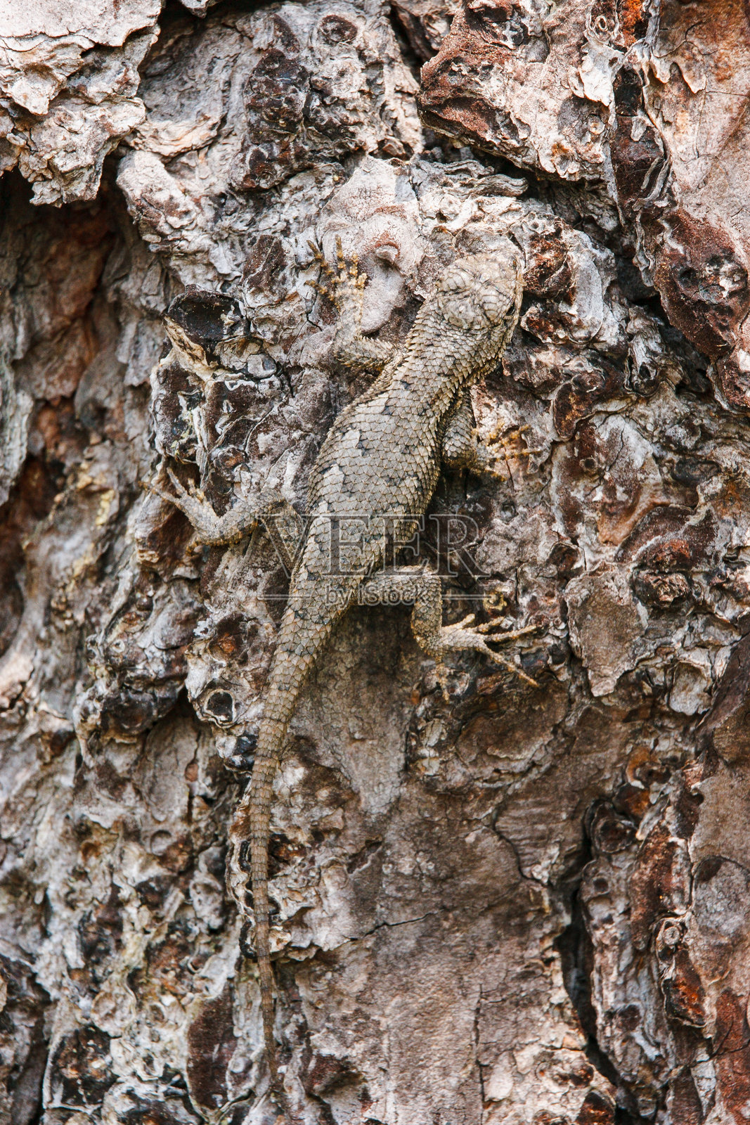 东部篱笆蜥蜴伪装在树皮上照片摄影图片