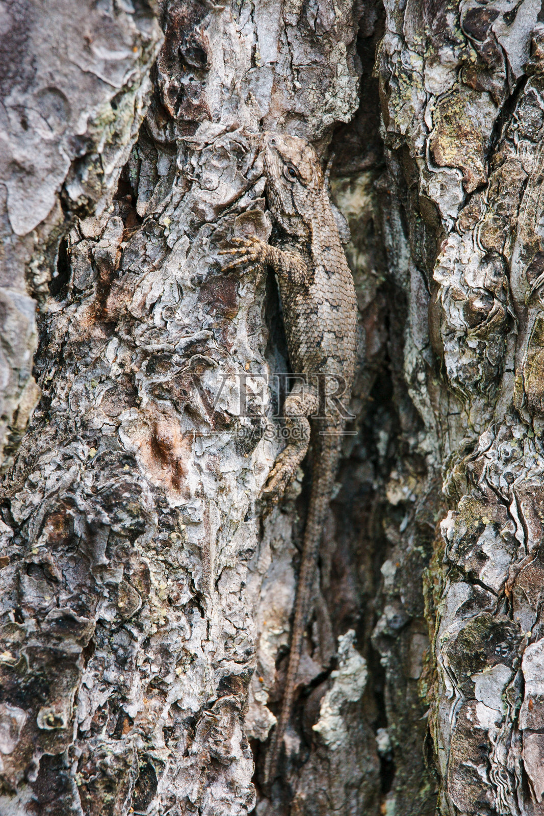东部篱笆蜥蜴伪装在树皮上照片摄影图片