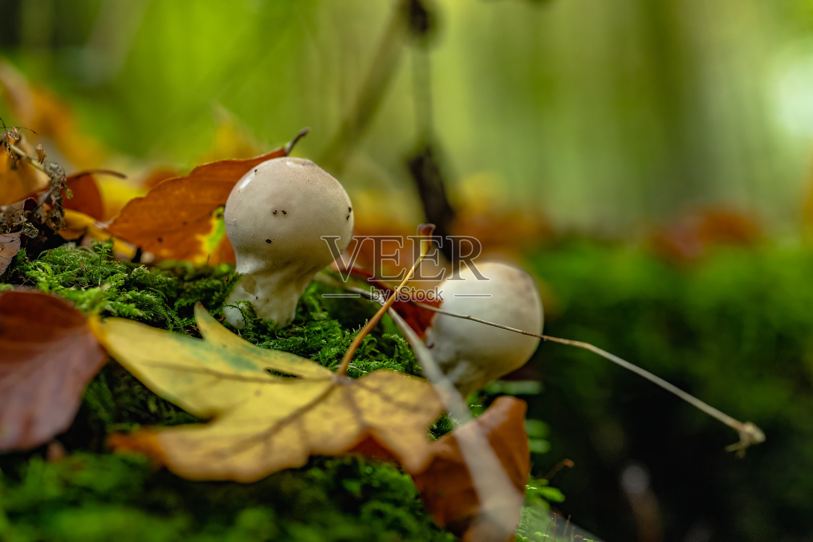 两朵蘑菇生长在苔藓覆盖的叶子上照片摄影图片