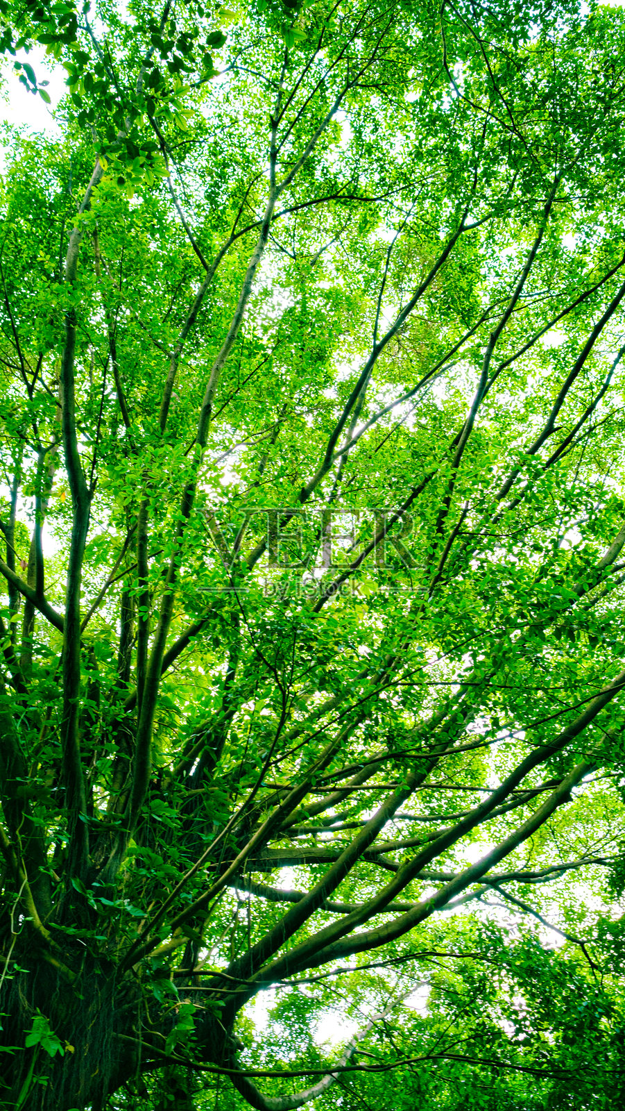 榕树照片摄影图片