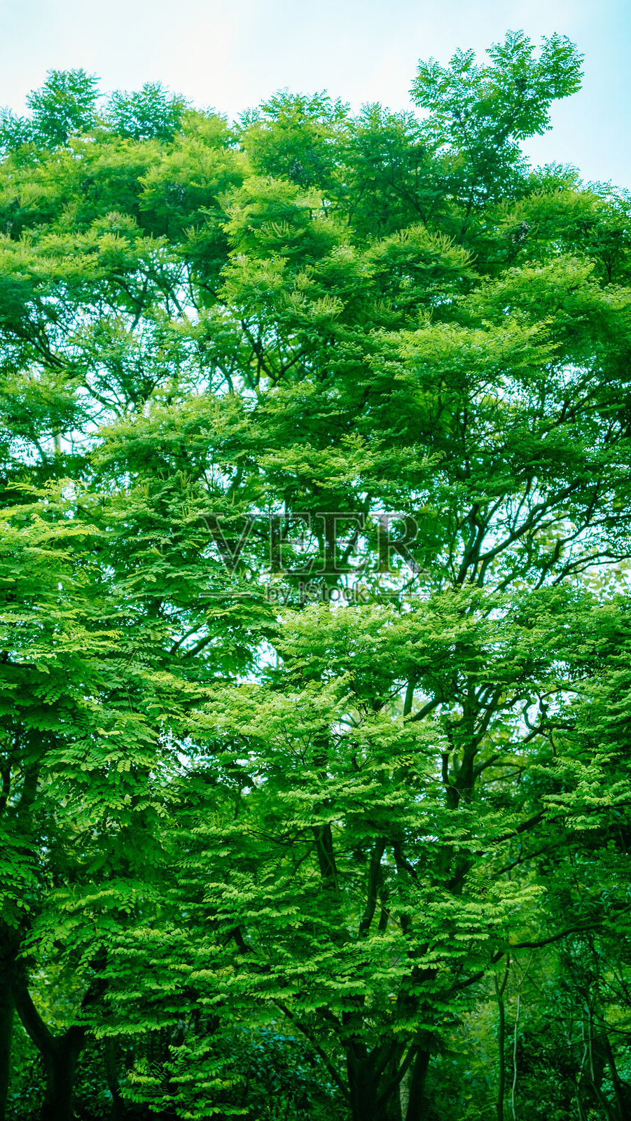 叶子照片摄影图片