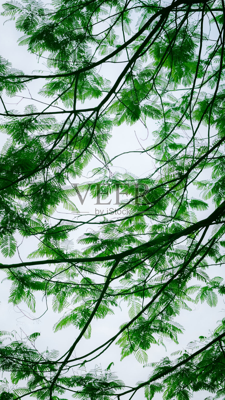 凤凰树照片摄影图片