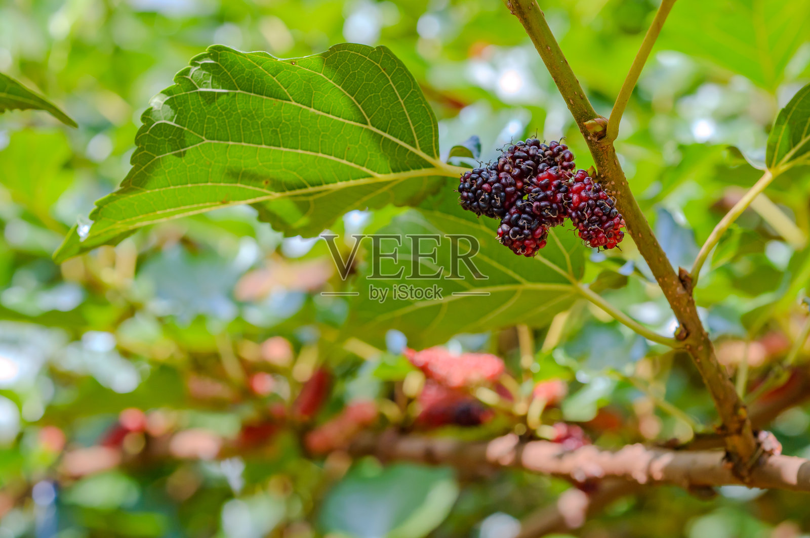 成熟的桑葚挂在树枝上，等待被采摘。照片摄影图片