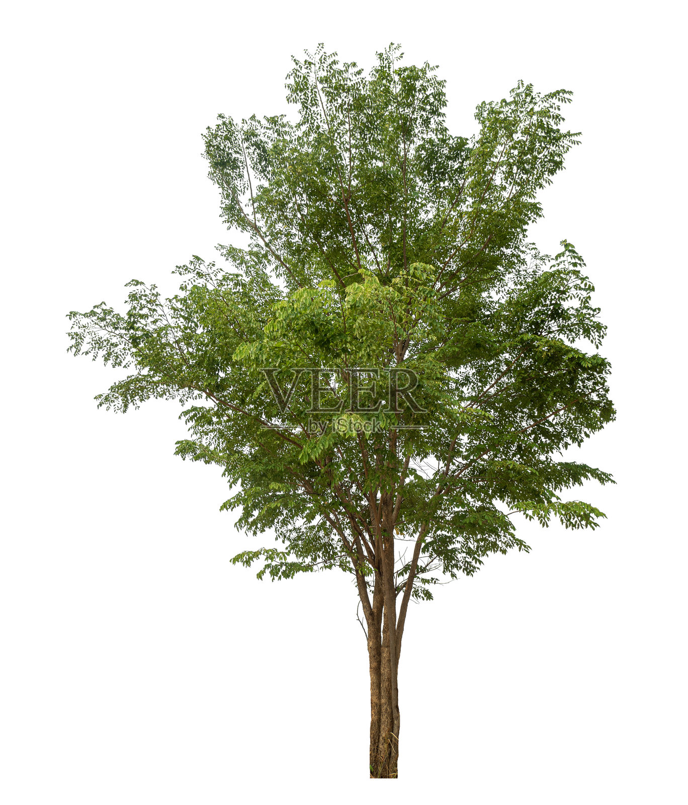 树木孤立在白色背景上。照片摄影图片