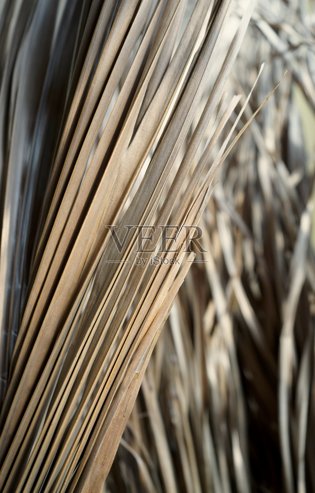 真实拍摄的有机照片，自然棕榈叶植物，棕色、米色和灰色纹理的抽象背景照片摄影图片