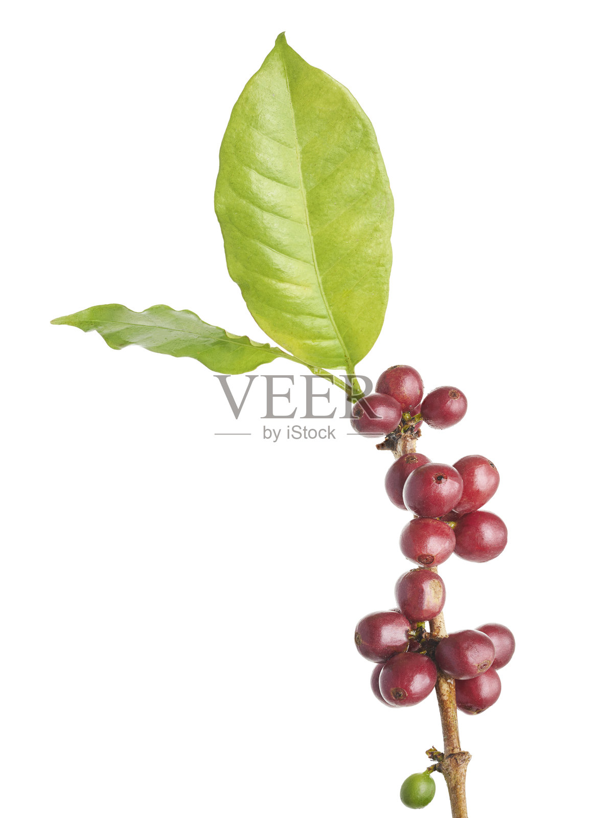 红色咖啡豆与咖啡树的叶子在一起，成熟和未成熟的咖啡豆在白色背景上独立展示，带有抠图路径。照片摄影图片