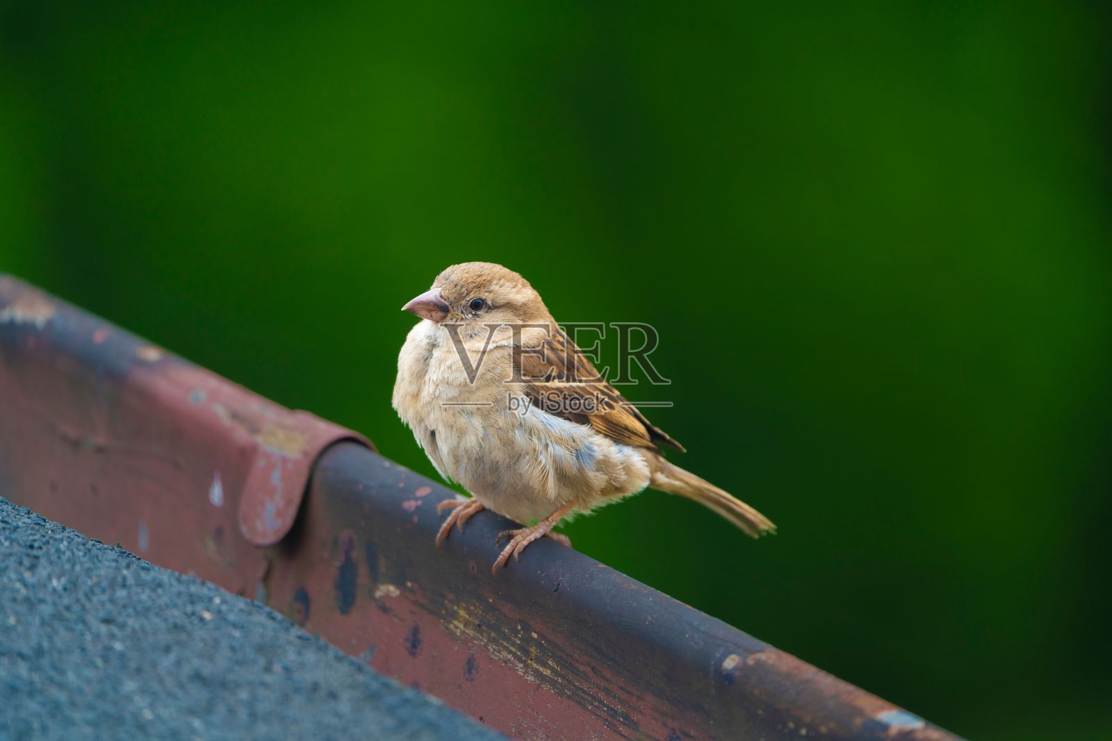 城市中的家麻雀照片摄影图片