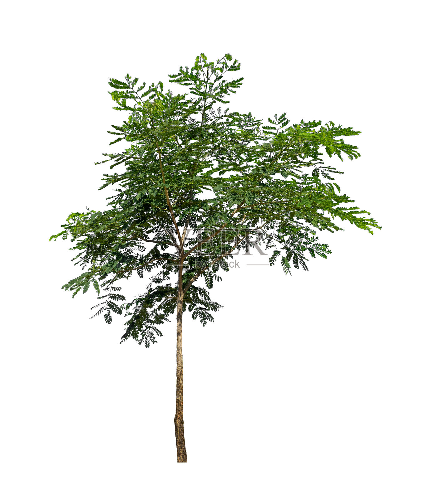 孤立在白色背景上的树木照片摄影图片