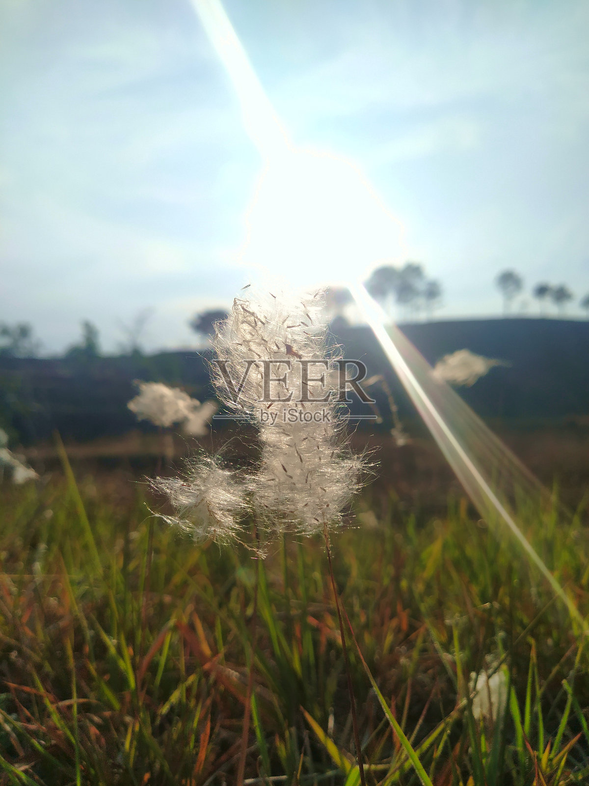 一幅绿色草地的图片，上面有棉花般的草，阳光透过山脉洒下。照片摄影图片