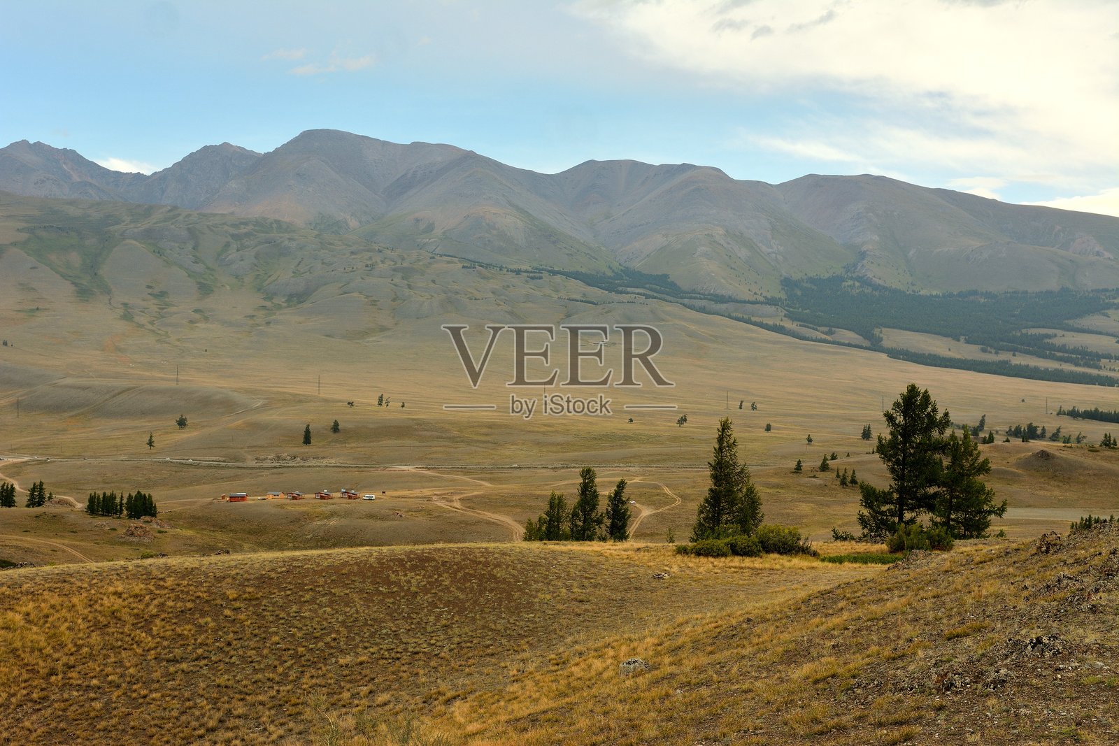 年轻的雪松生长在高山的坡上，俯瞰着云雾缭绕的雪山脉，夏日的早晨云层密布。照片摄影图片