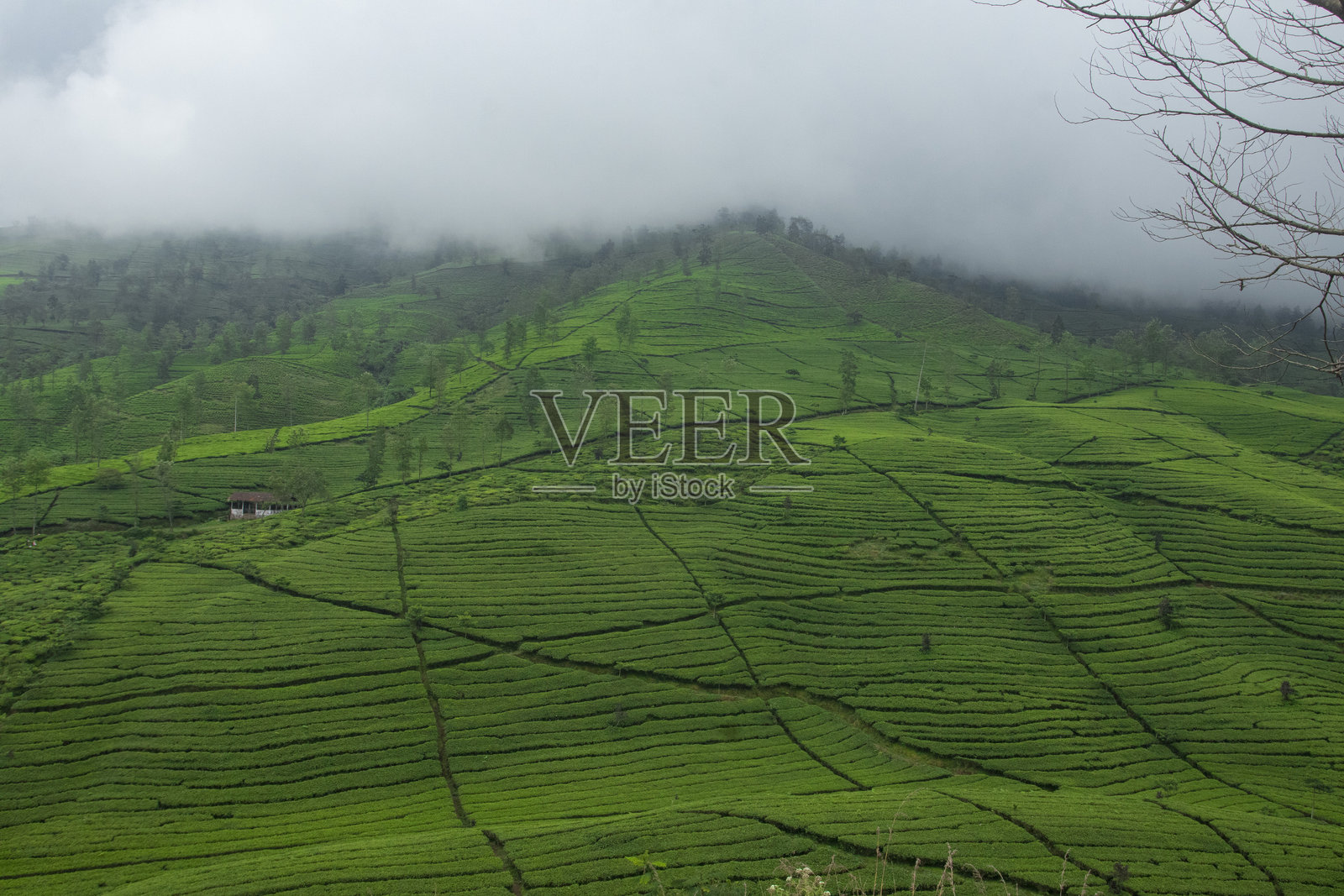 印度尼西亚雾气弥漫的山坡茶园照片摄影图片