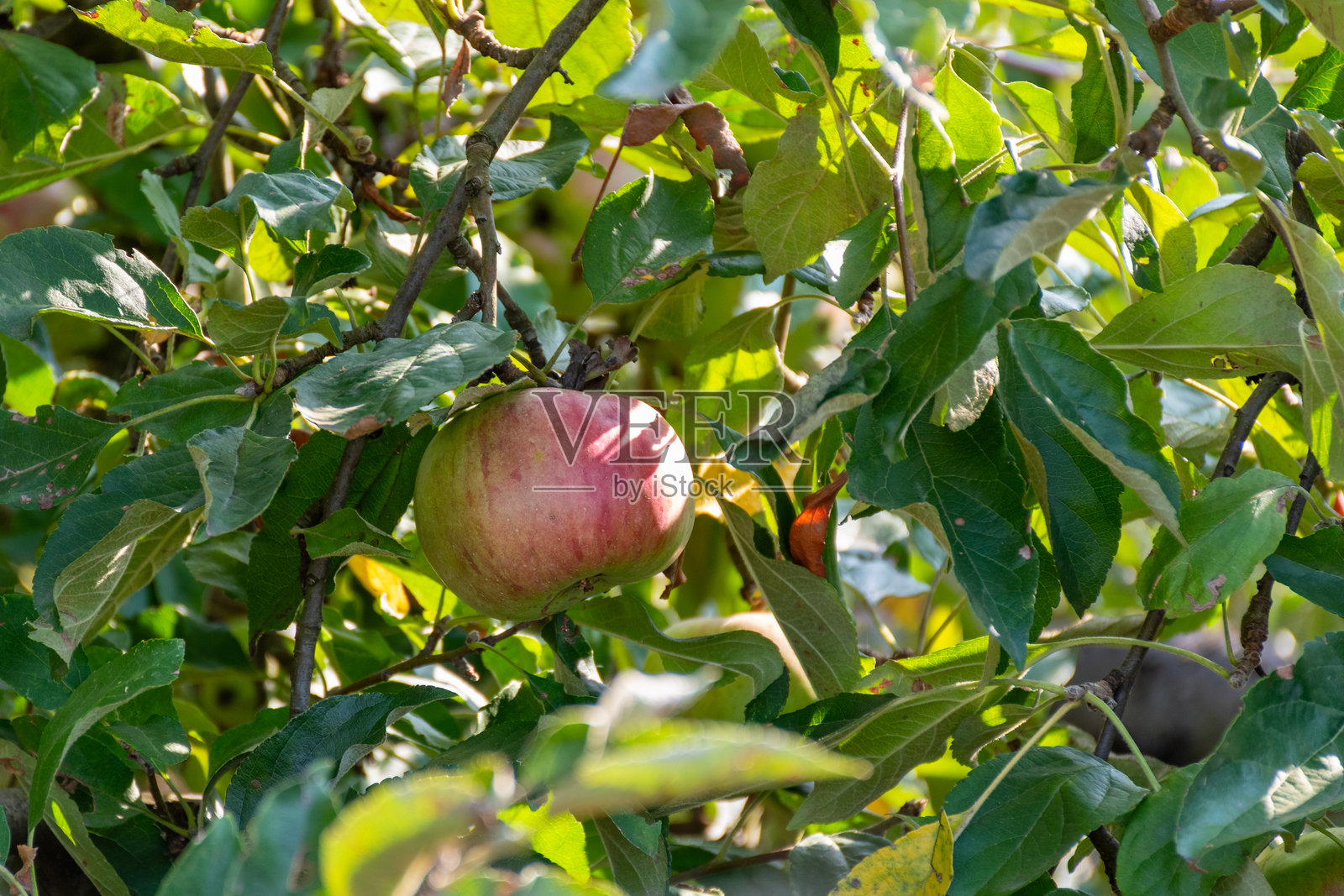 树上的苹果照片摄影图片