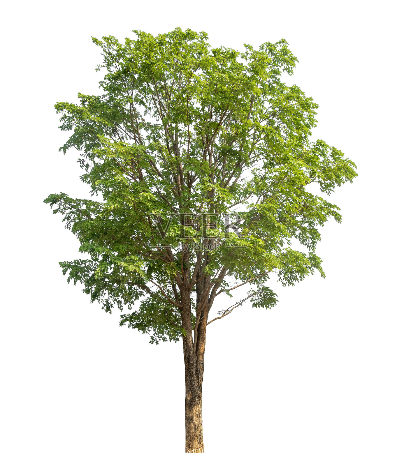 树木孤立在白色背景上。照片摄影图片