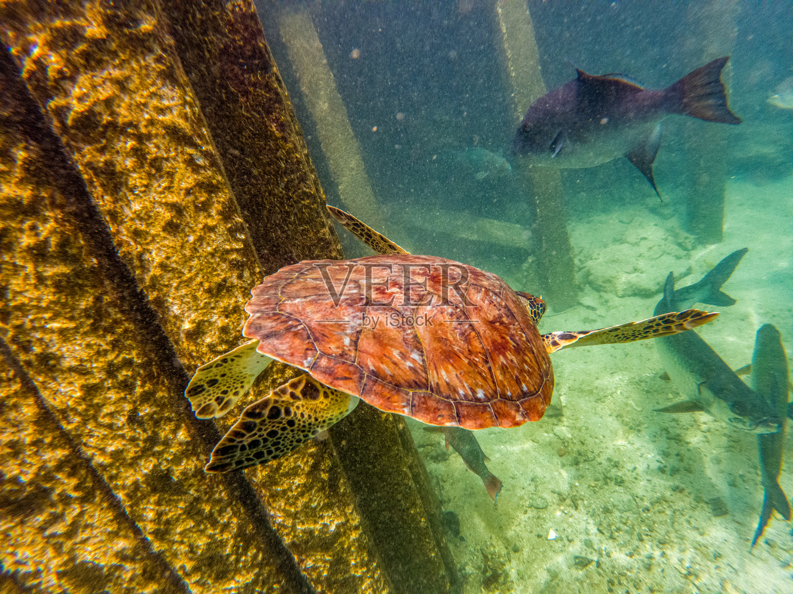 海底场景与海龟照片摄影图片