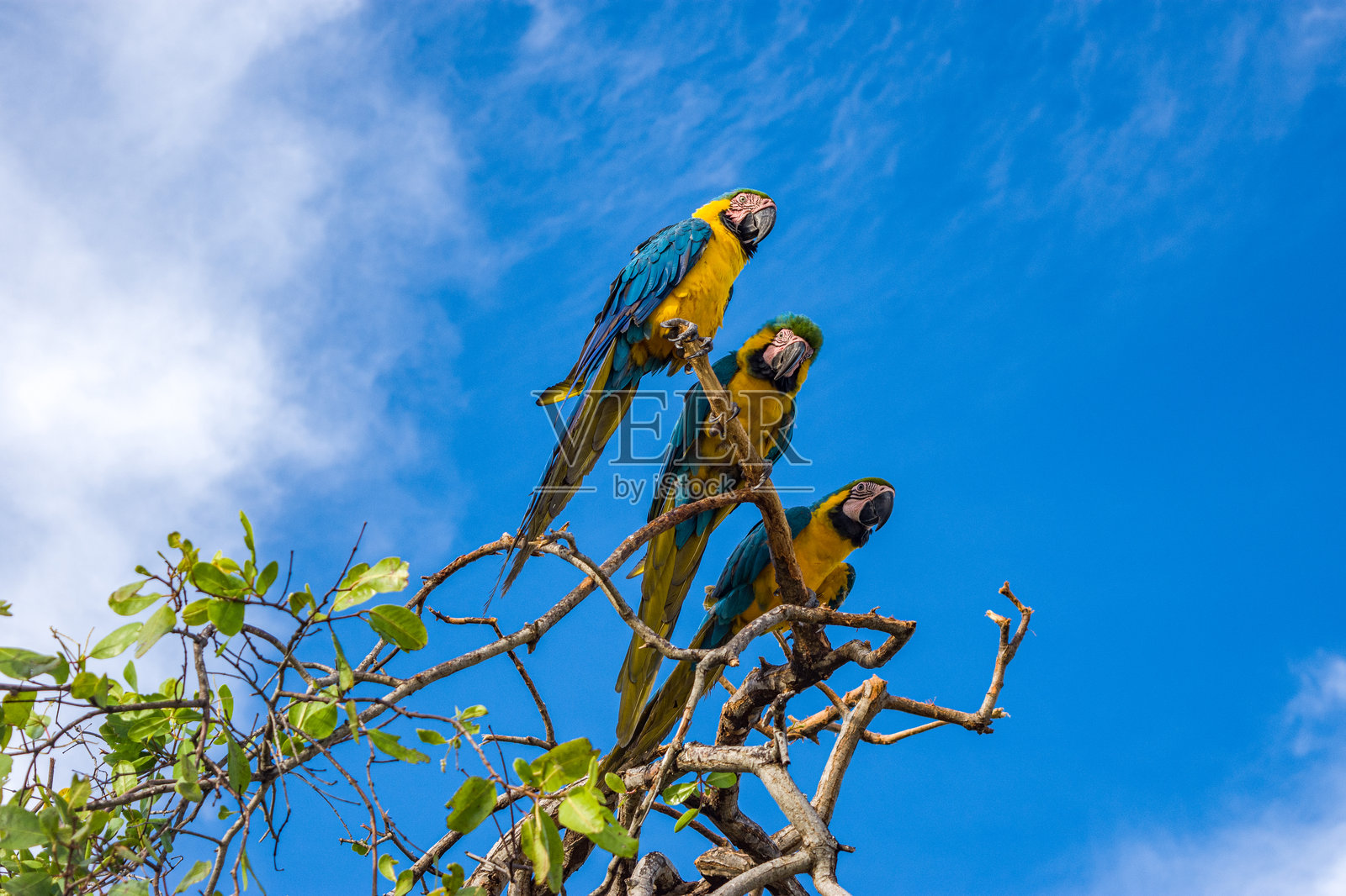 圣贝尔纳多群岛的五彩鹦鹉照片摄影图片