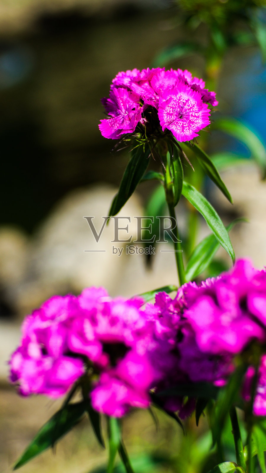 花卉特写镜头照片摄影图片