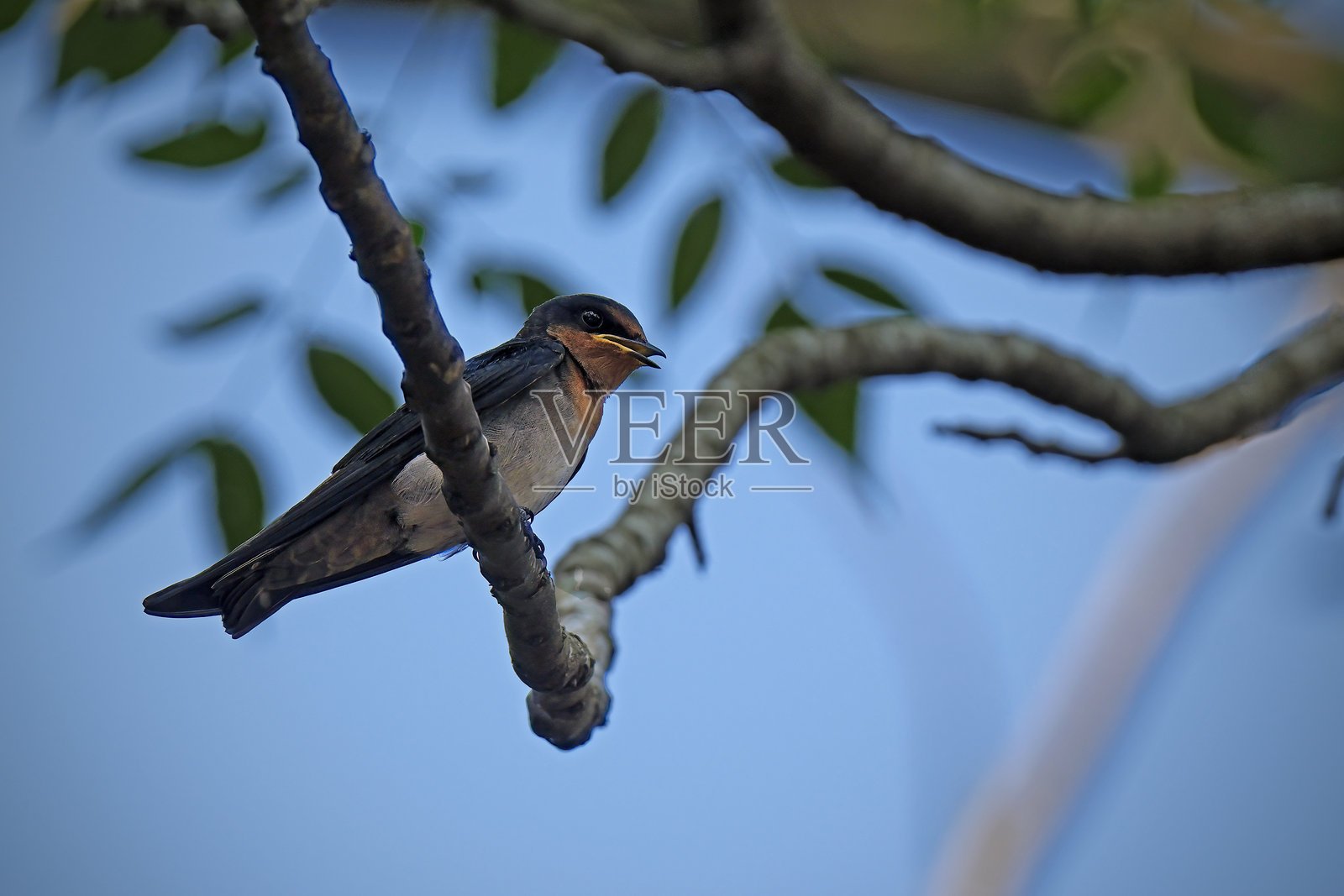 太平洋燕子或丘燕（Hirundo tahitica）照片摄影图片
