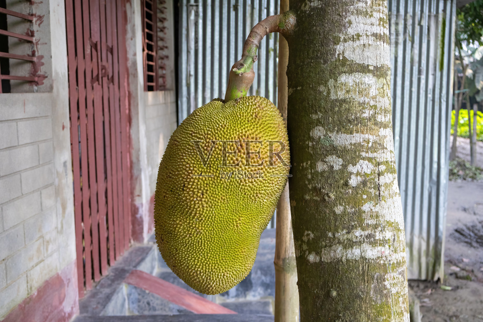 成熟的菠萝蜜（Artocarpus heterophyllus）悬挂在树上。自然中的健康热带水果。照片摄影图片