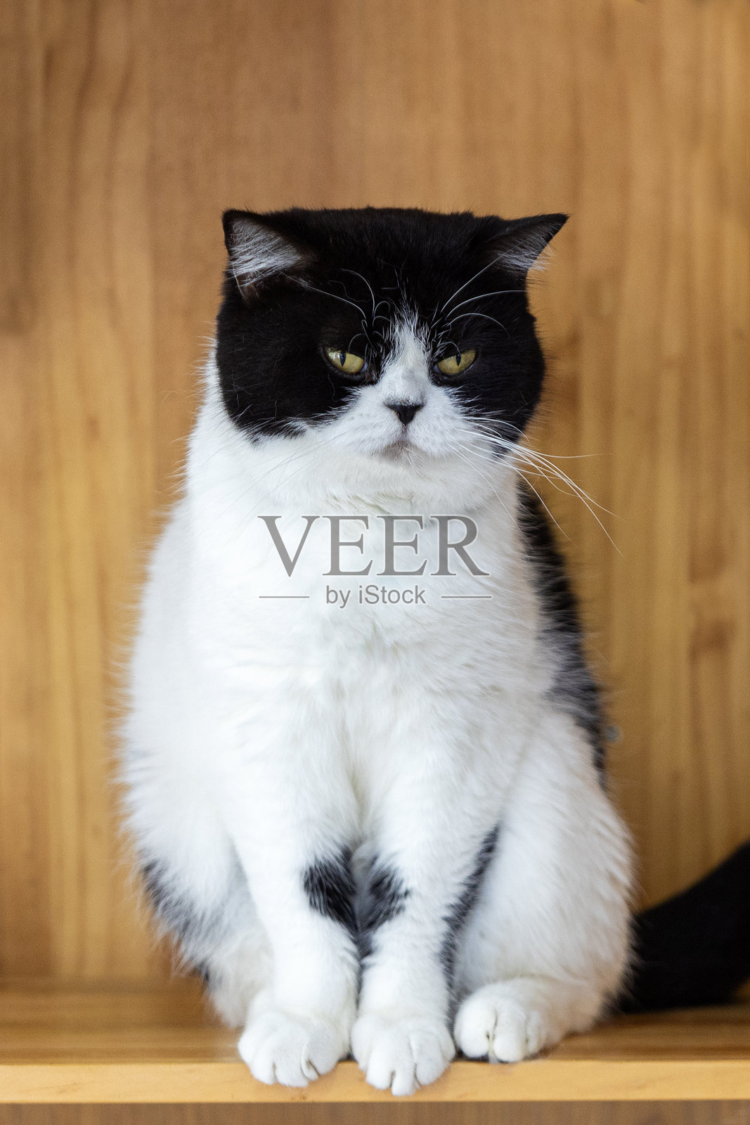 房间里美丽的黑白猫照片摄影图片