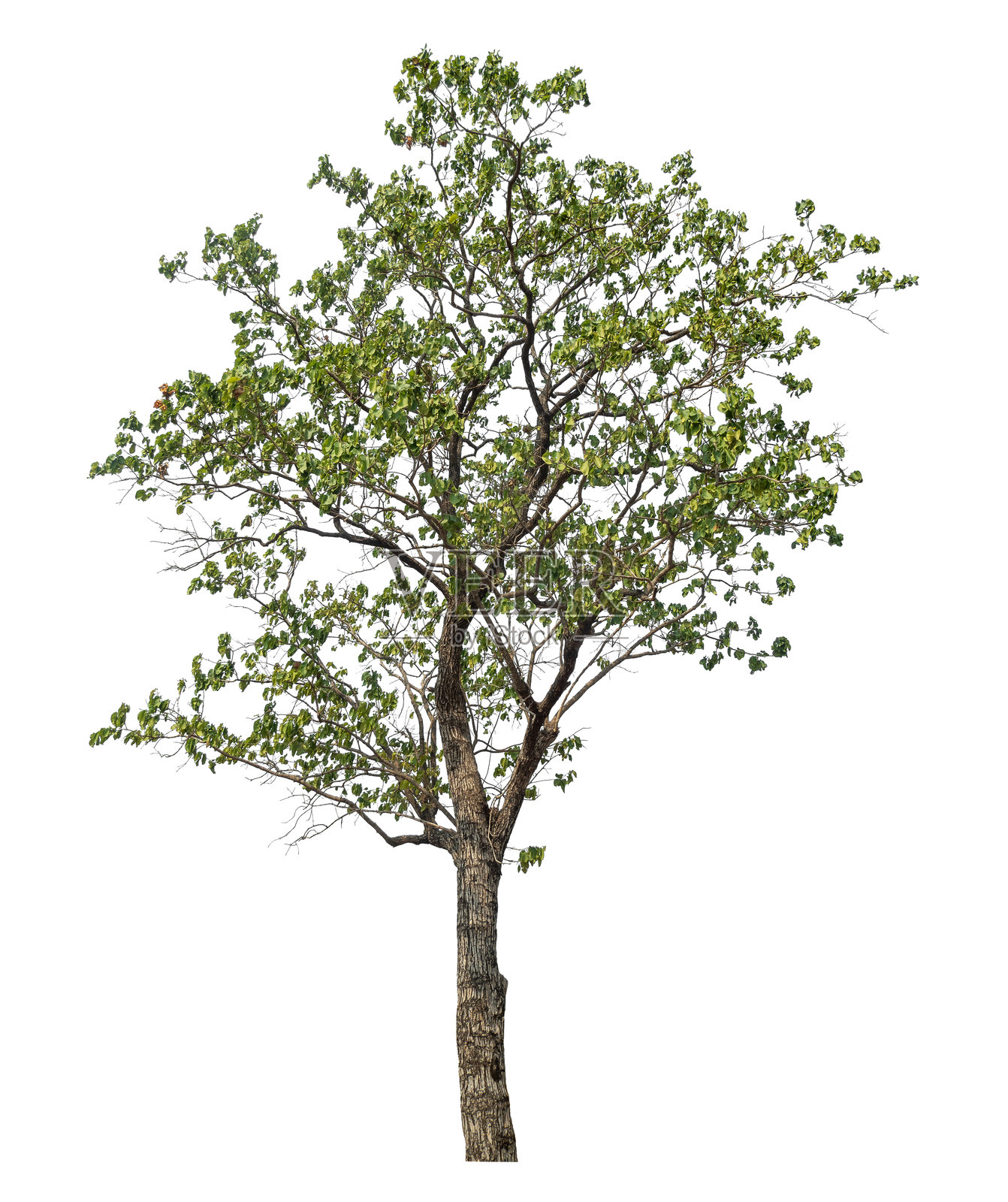 树木孤立在白色背景上。照片摄影图片