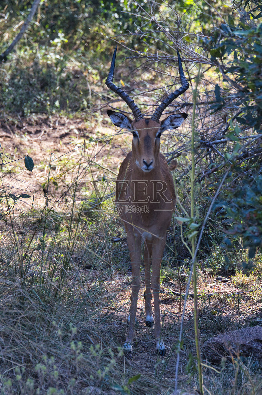 非洲野生动物 - 正面朝向的瞪羚 - 南非克鲁格国家公园照片摄影图片