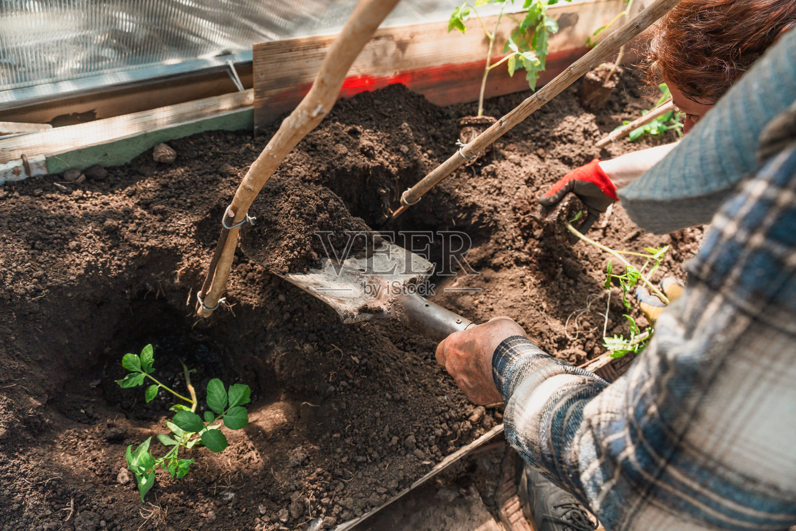 一个男人用铲子挖土，为种植蔬菜或花卉准备土壤照片摄影图片