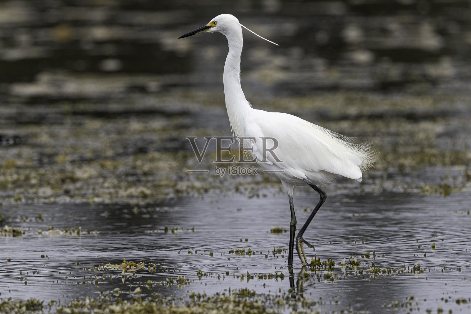 小白鹭（Egretta garzetta），纳鲁马，澳大利亚新南威尔士州，2025年3月照片摄影图片