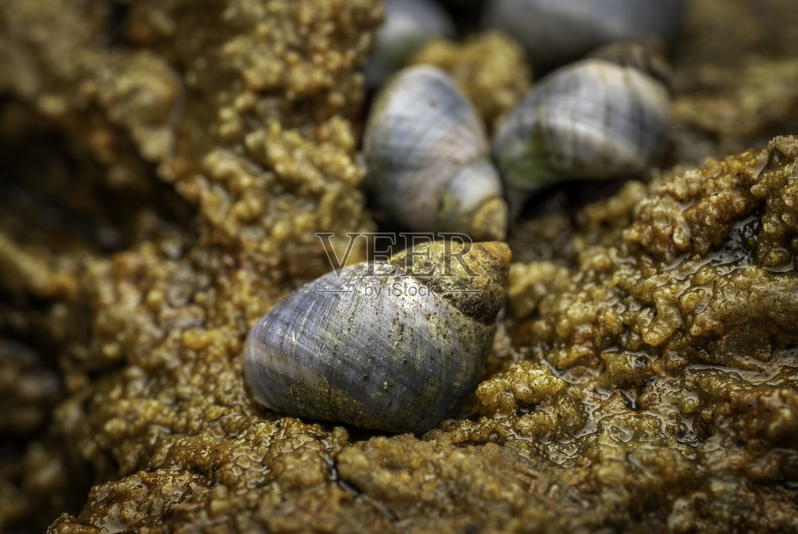 小蓝海螺（Austrolittorina unifasciata），纳鲁马，纽南威尔士州，2024年10月照片摄影图片