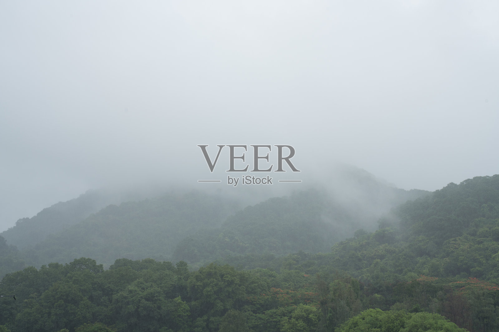 雨天，雾气弥漫的绿色森林覆盖着郁郁葱葱的山丘，在阴云密布、雾气弥漫的清晨。厚厚的雾层在山顶上翻滚，营造出宁静而富有情绪的氛围。照片摄影图片