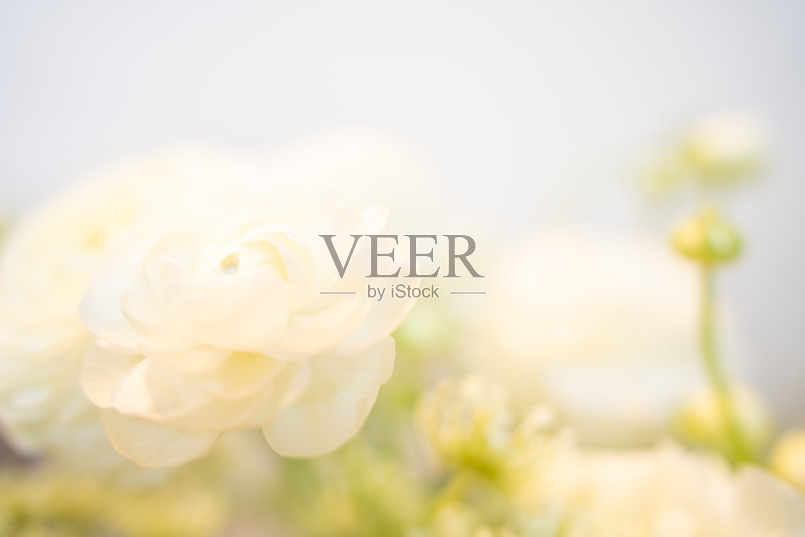 柔焦图像中盛开的细腻白色毛茛花，沐浴在明亮的自然光下，呈现梦幻的柔和色调。极简的花卉背景非常适合春季或浪漫主题。照片摄影图片