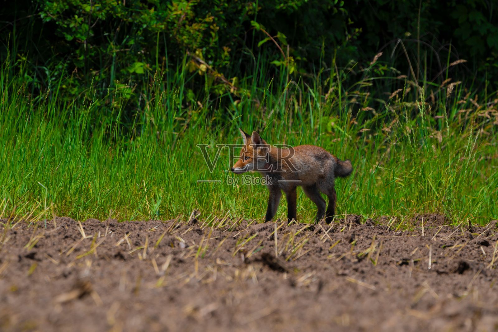 夏季自然中的红狐照片摄影图片