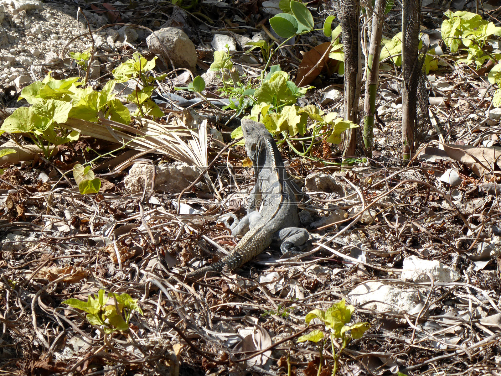 鬣蜥照片摄影图片