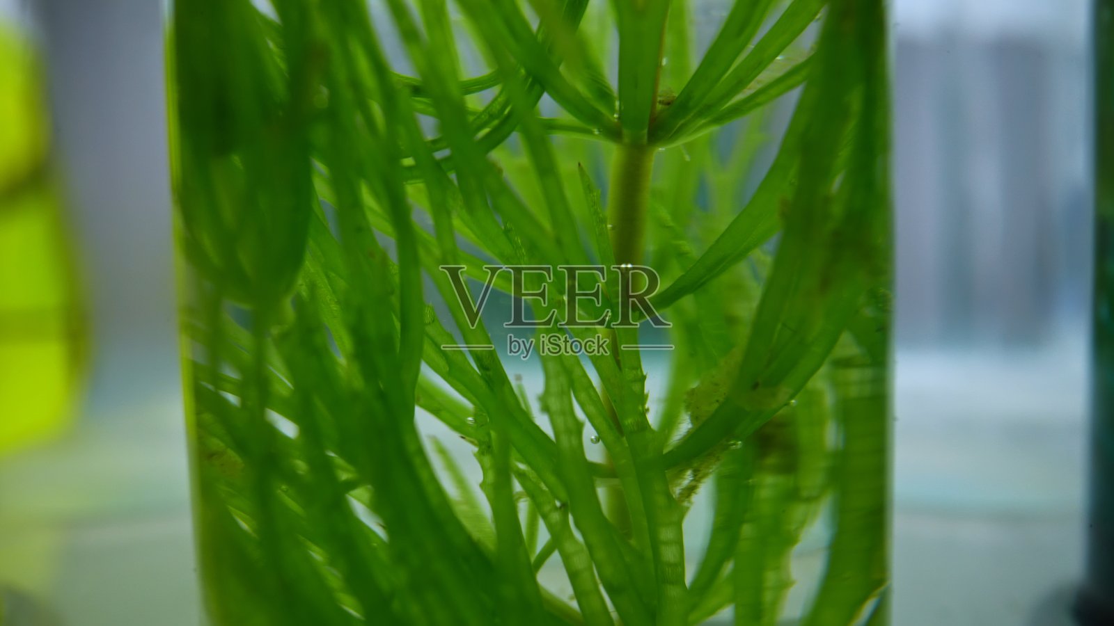 实验室试管中悬浮在清液中的植物根系照片摄影图片