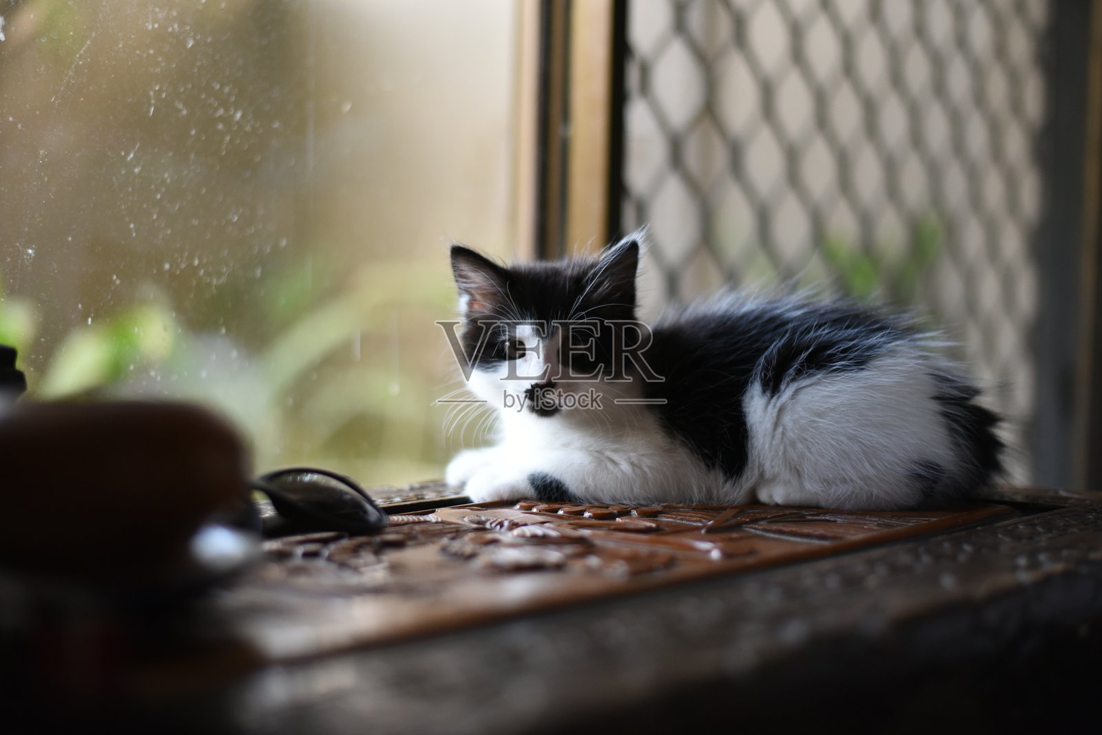 小猫坐在窗边照片摄影图片