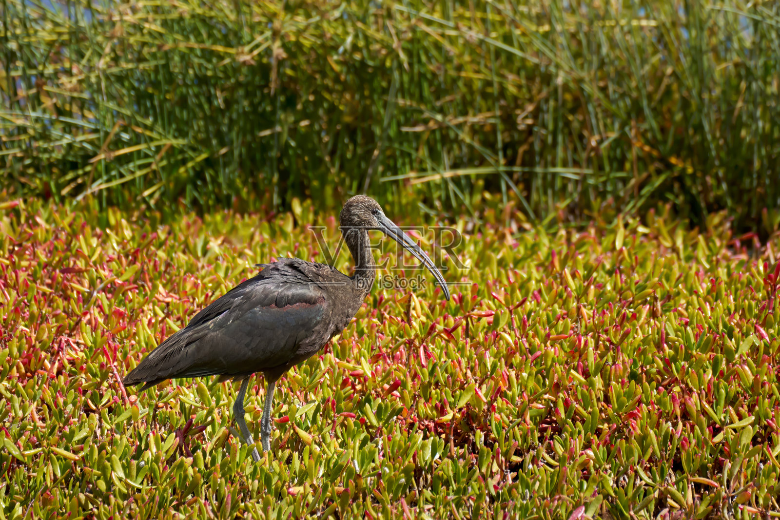 光泽鹮（Plegadis falcinellus）站在红色海蓬草中，身后是高大的芦苇。照片摄影图片