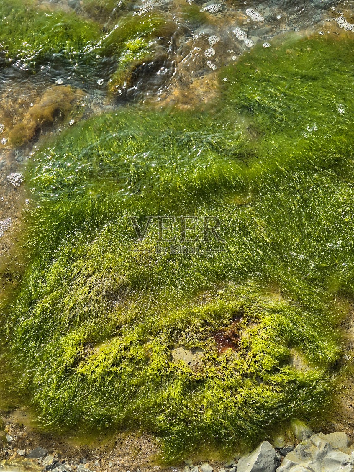 岩石上的一片鲜绿色藻类特写。海岸边照片摄影图片