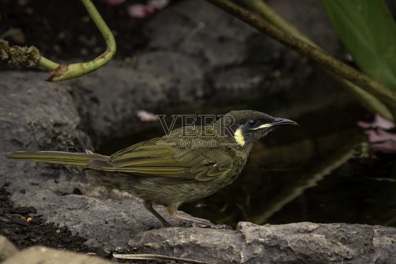 刘氏蜜雀 (Meliphaga lewinii)，纳鲁马，新南威尔士州，2024年12月照片摄影图片