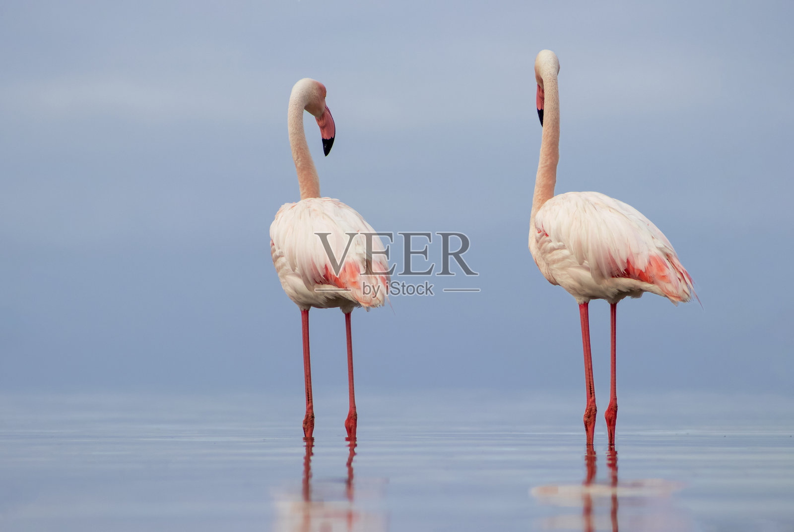 一对火烈鸟在非洲泻湖中涉水，倒映在平静的水面上。来自纳米比亚的真实野生动物场景。照片摄影图片