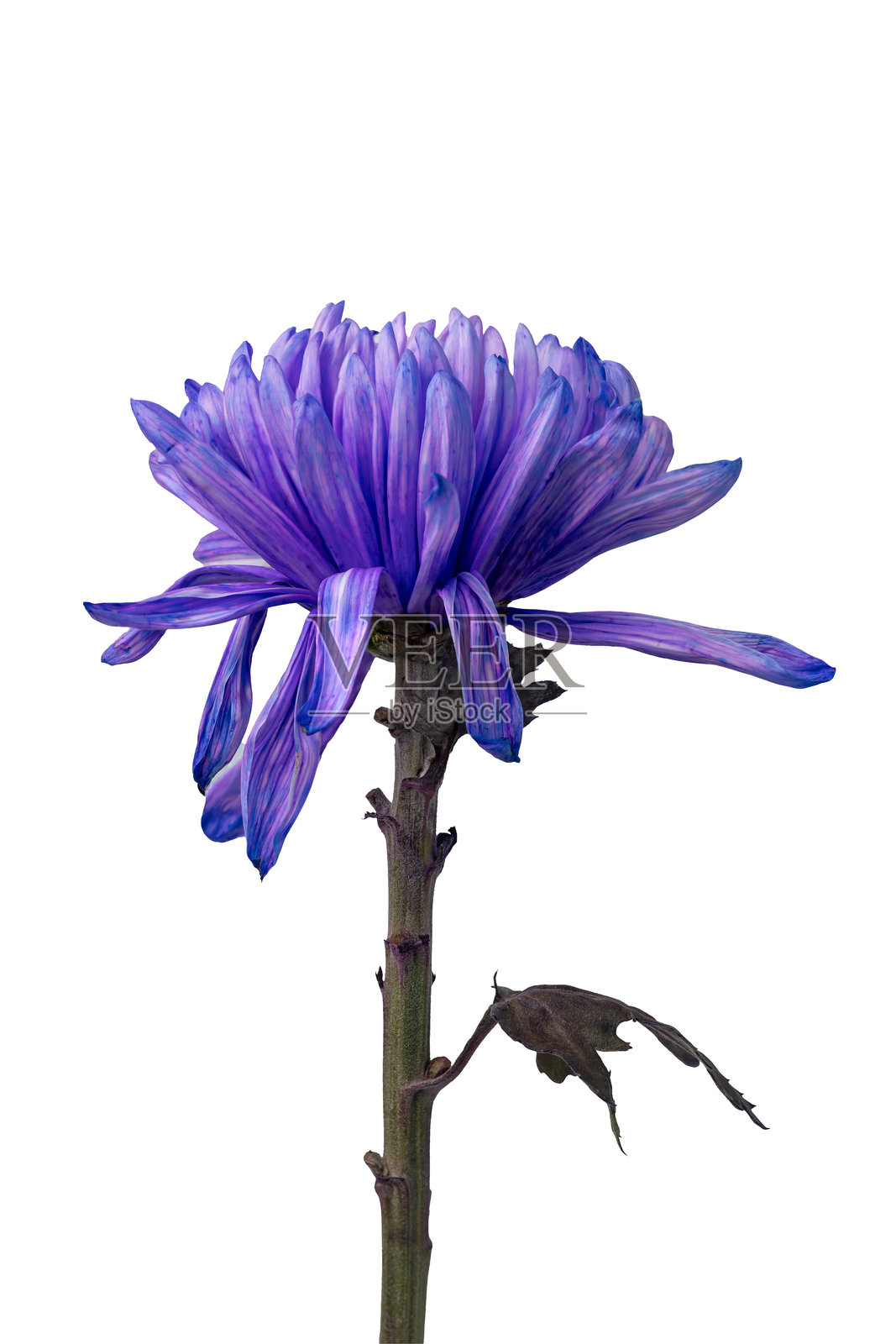 高质量的蓝色菊花PNG图像，背景为白色。照片摄影图片