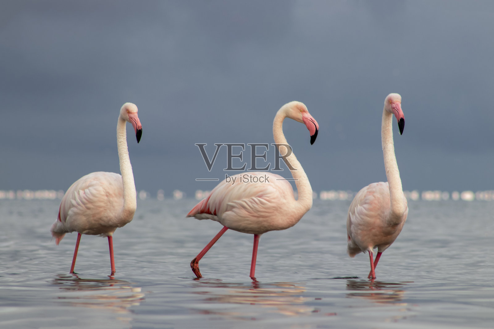 在宁静的湖边，柔和的光线下，火烈鸟与蔚蓝的天空相映成趣。照片摄影图片