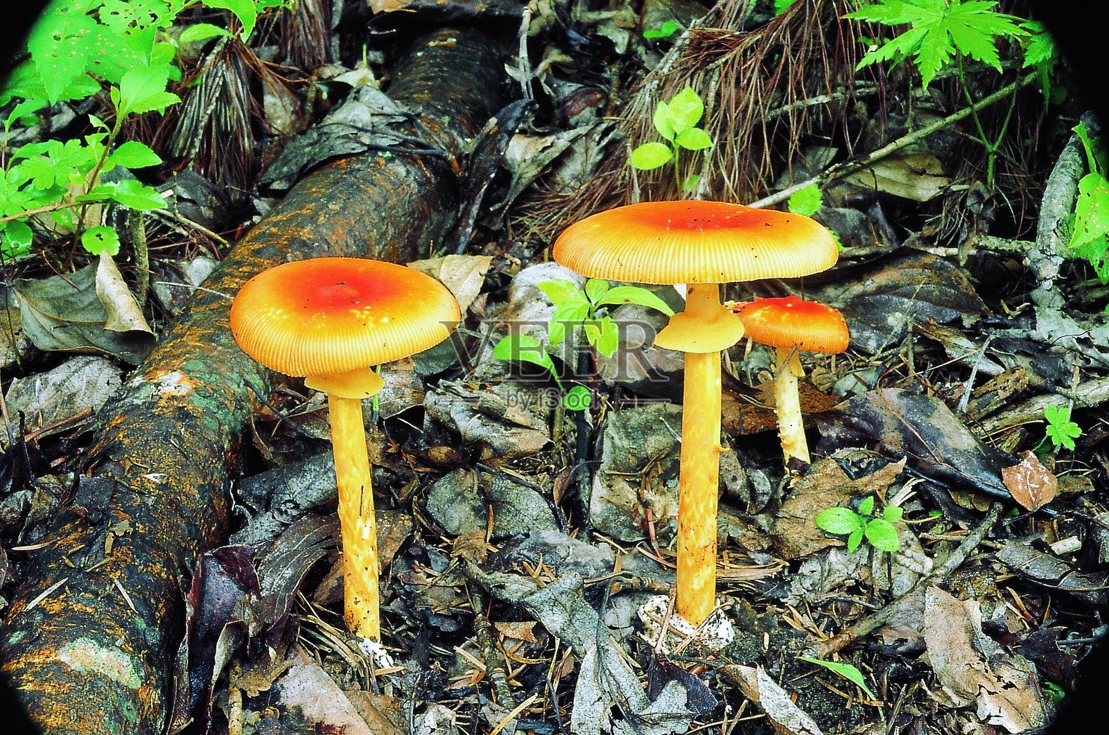 明亮的橙色蛋黄蘑菇在林地中照片摄影图片