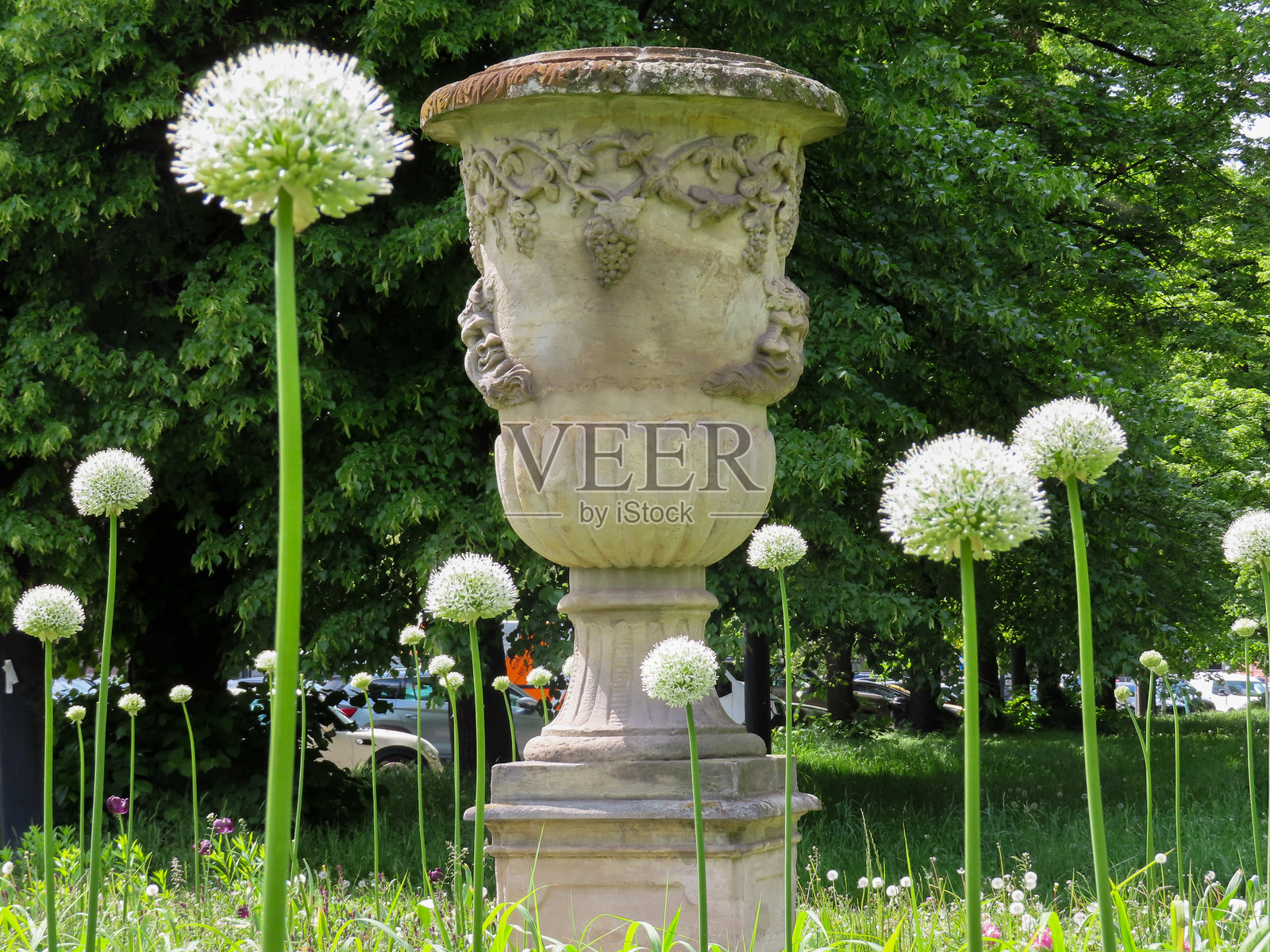 石制装饰花瓶被高大的盛开的葱兰花环绕，置身于阳光明媚的公园中照片摄影图片