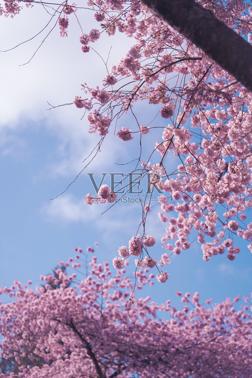 樱花照片摄影图片