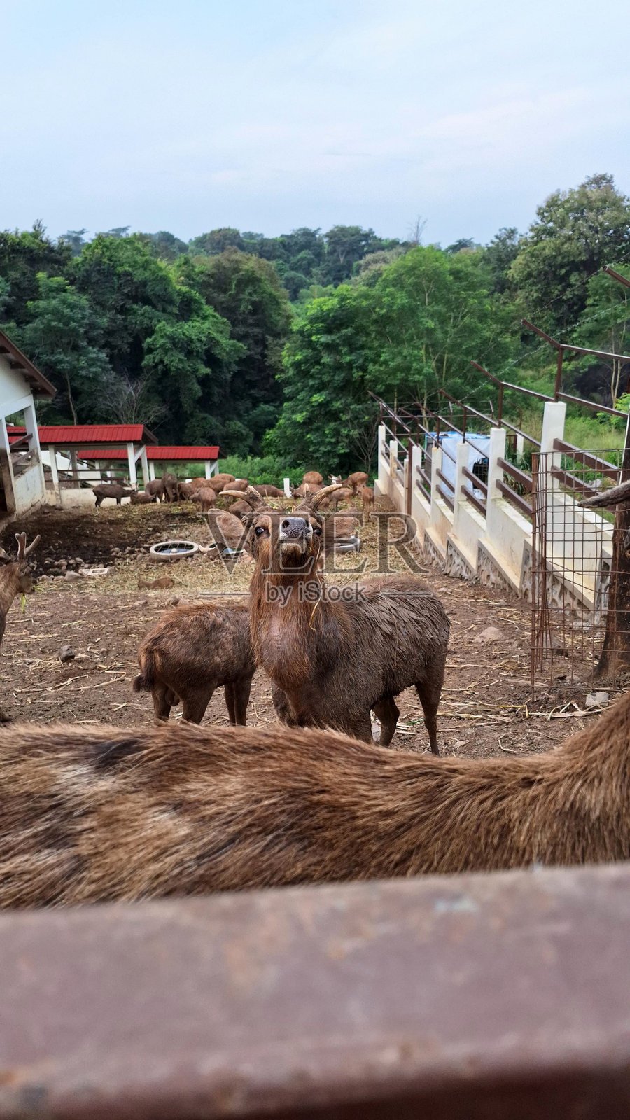 一群鹿站在森林边缘的围栏内照片摄影图片