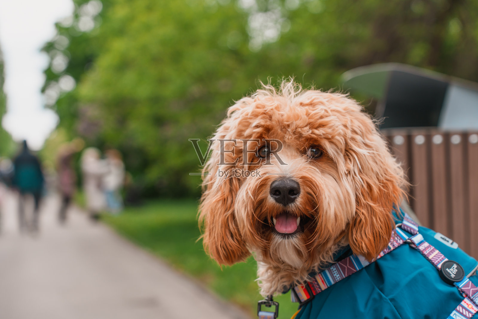 可爱的棕色卷毛狗，可能是拉布拉多贵宾犬或卡瓦普犬，坐在草地上。照片摄影图片