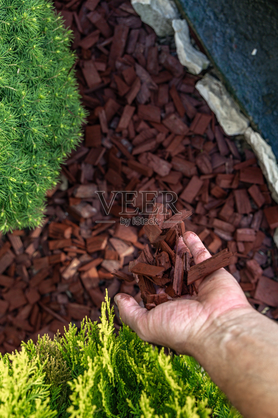 在花园灌木周围散布红色树皮，使花园植物周围的土壤酸化。照片摄影图片