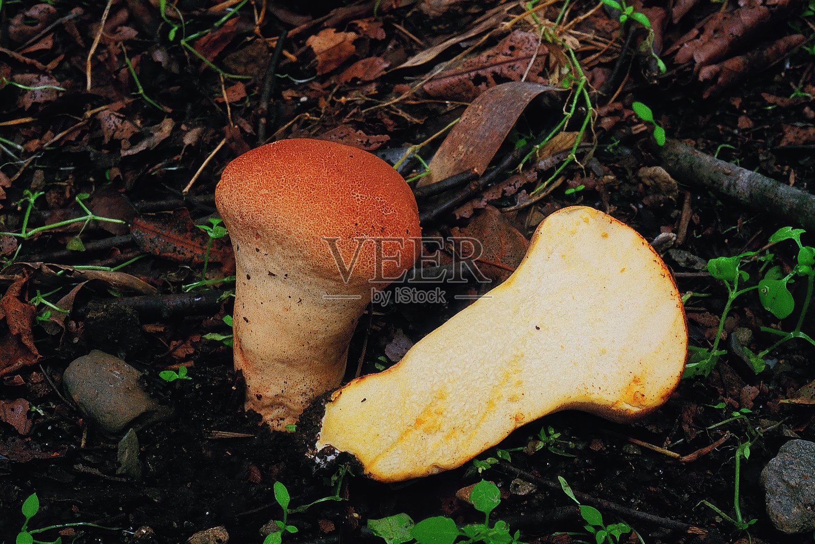 巨型草菇 - 圆形的朝鲜泡球蘑菇照片摄影图片