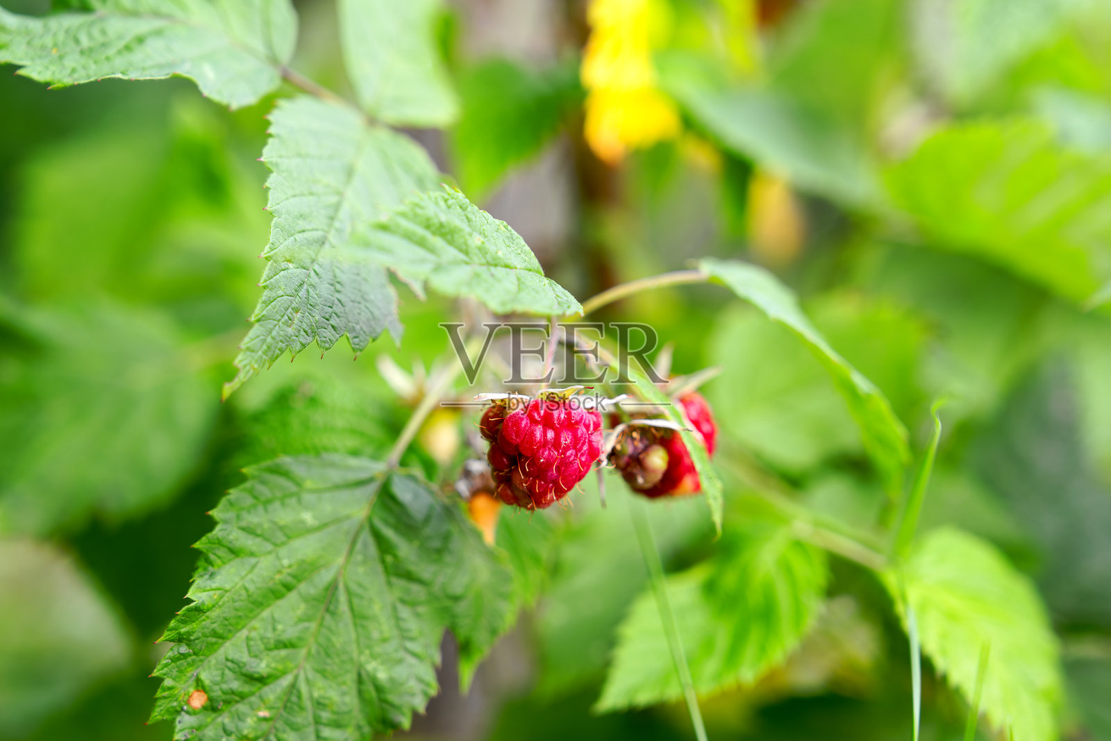 瑞士苏黎世城市花园中覆盆子植物的特写，阳光明媚的初夏早晨。照片摄影图片